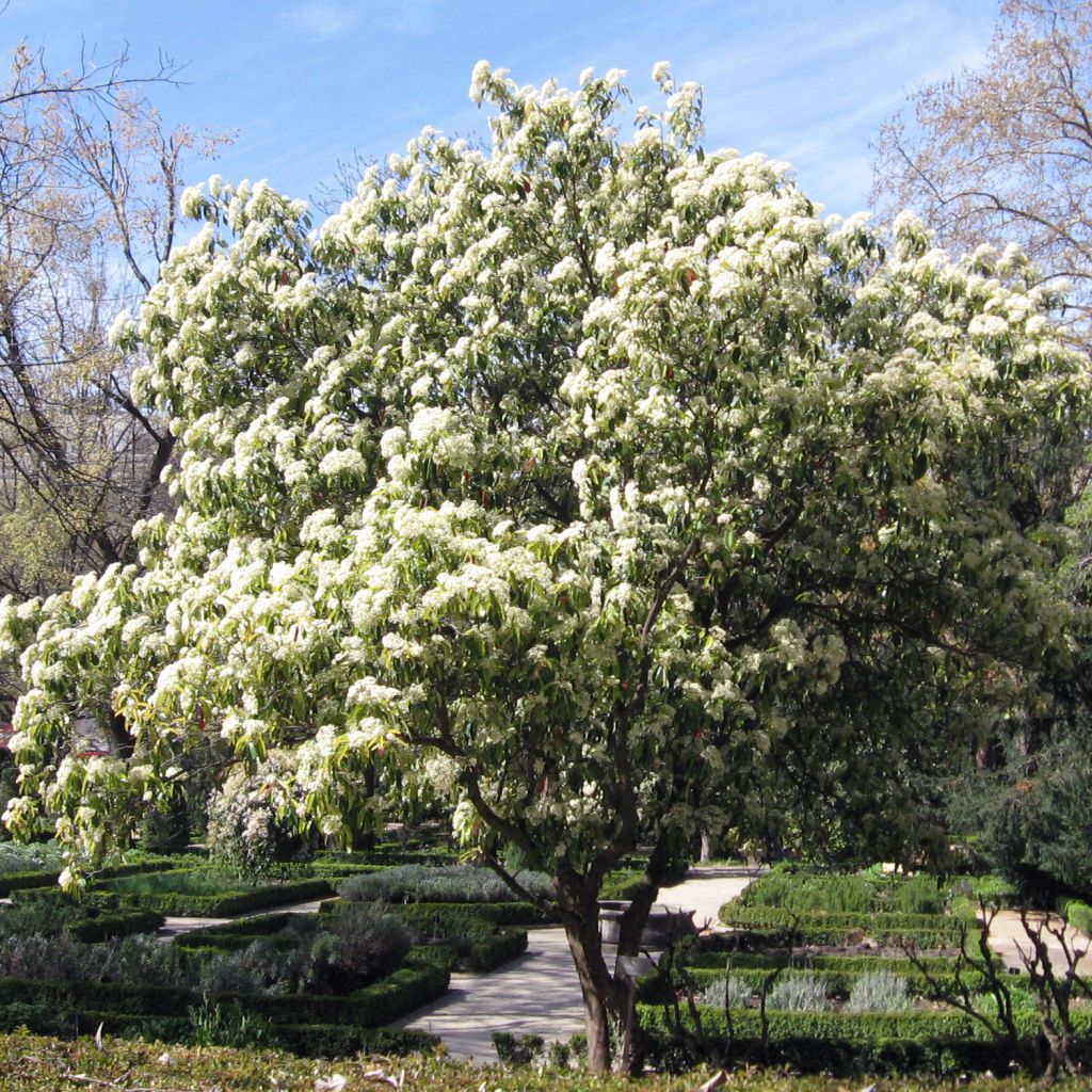 Photinia serratifolia - Sägeblättrige Glanzmispel