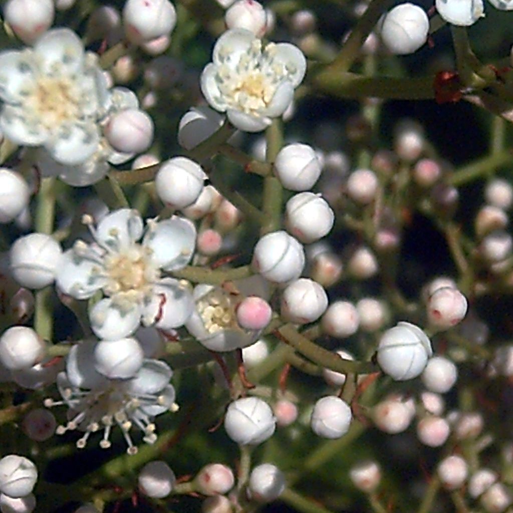 Photinia serratifolia - Photinia de Chine