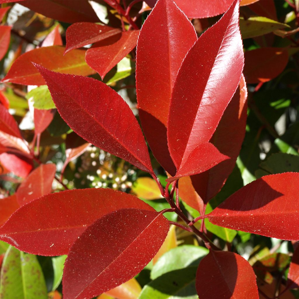 Rote Glanzmispel Dynamo Red - Photinia fraseri