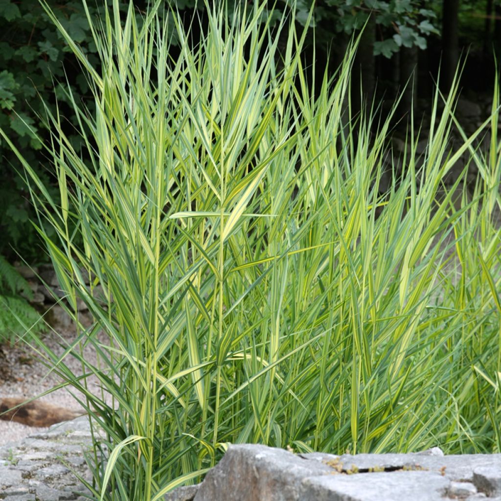 Phragmites australis Variegatus - Schilfrohr