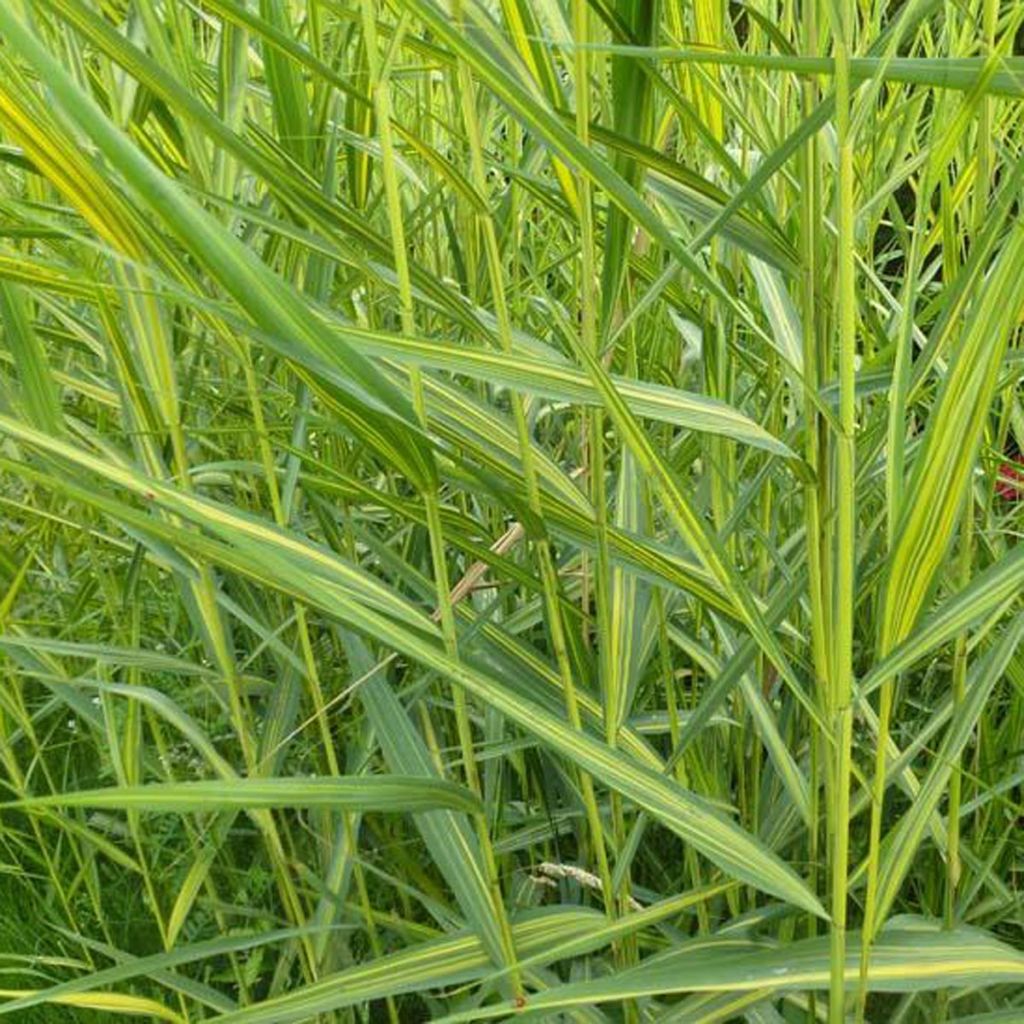 Phragmites australis Variegatus - Roseau panaché