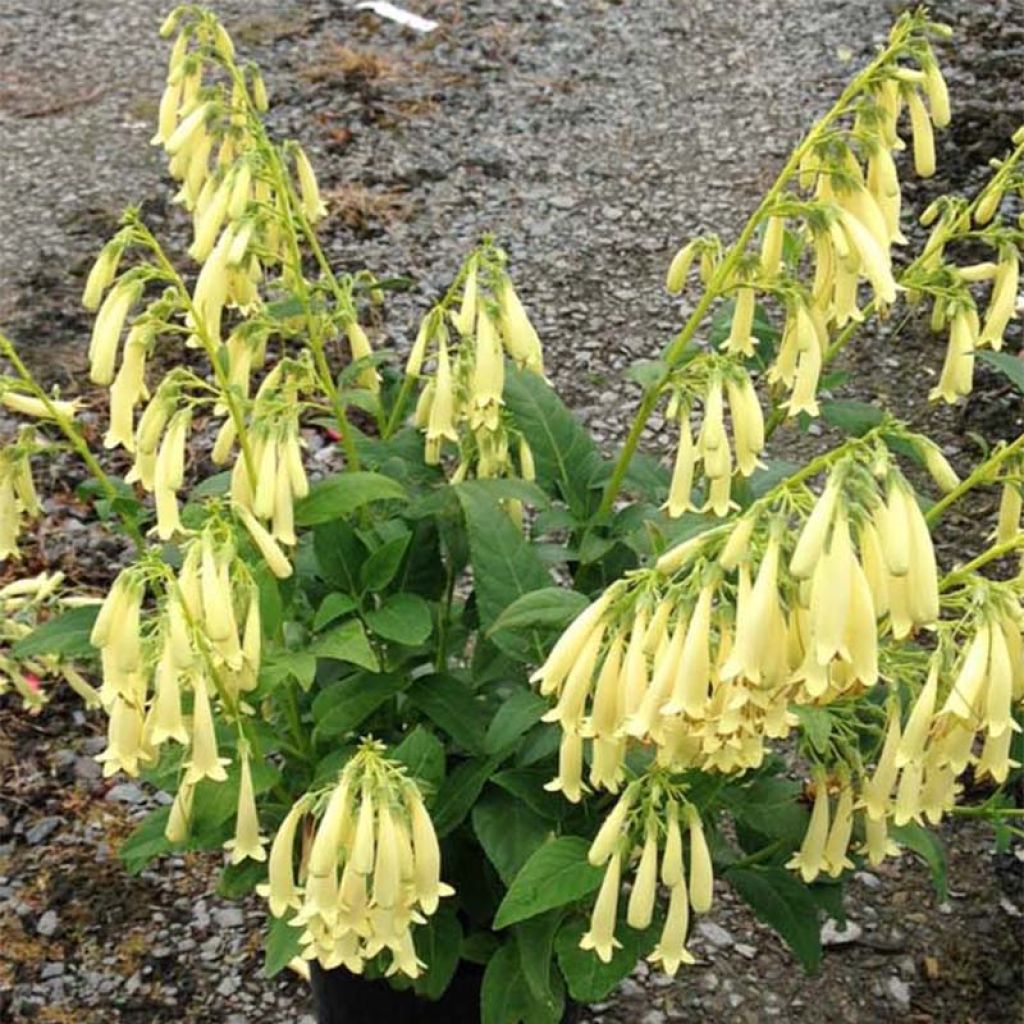 Fuchsia du Cap - Phygelius Yellow Sovereign jaune