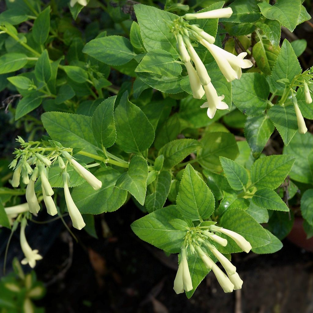 Fuchsia du Cap, Phygelius aequalis Yellow Trumpet