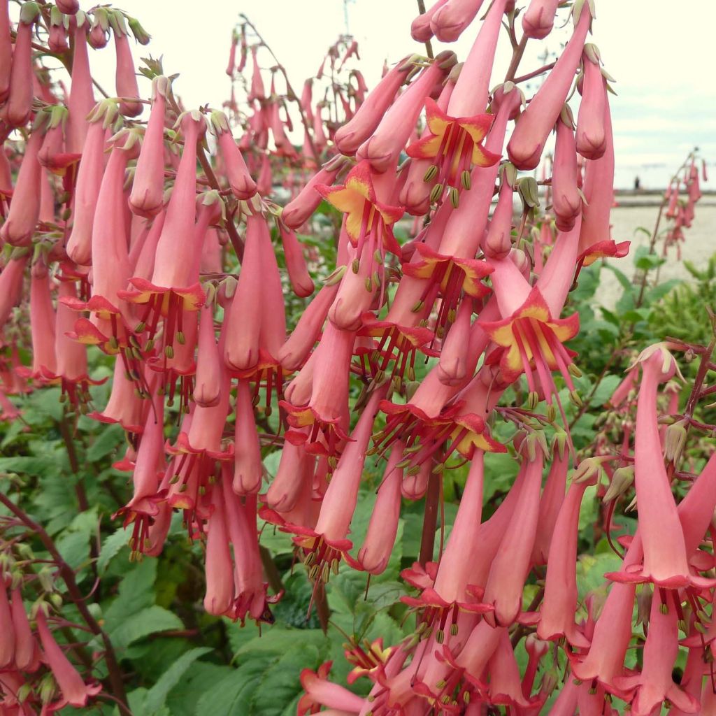 Phygelius capensis - Fuchsia du Cap