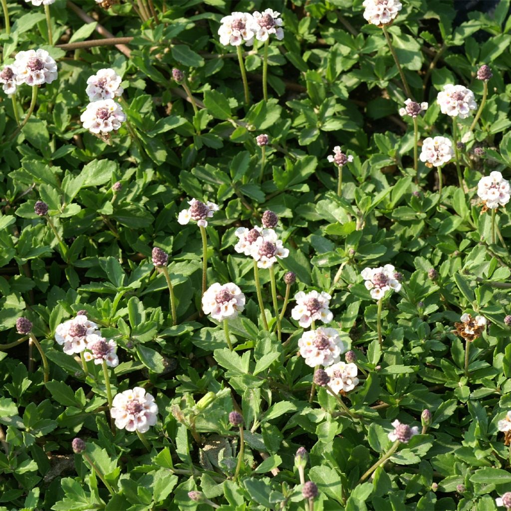 Phyla nodiflora var. canescens - Teppichverbene