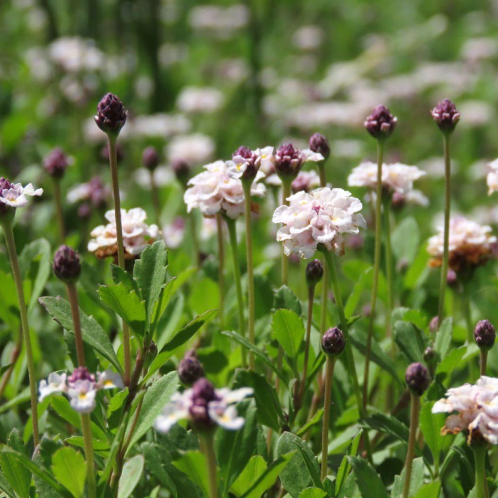 Phyla nodiflora var. canescens - Teppichverbene