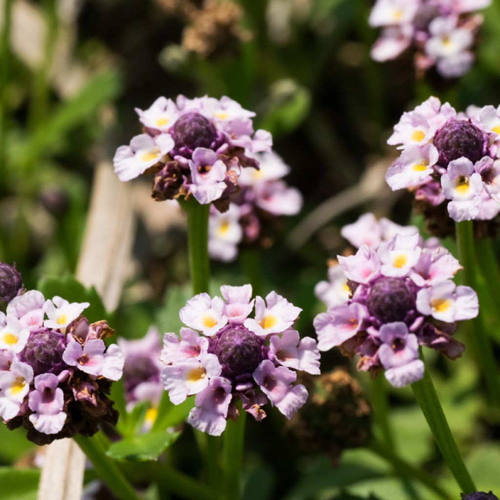 Phyla nodiflora var. canescens - Teppichverbene