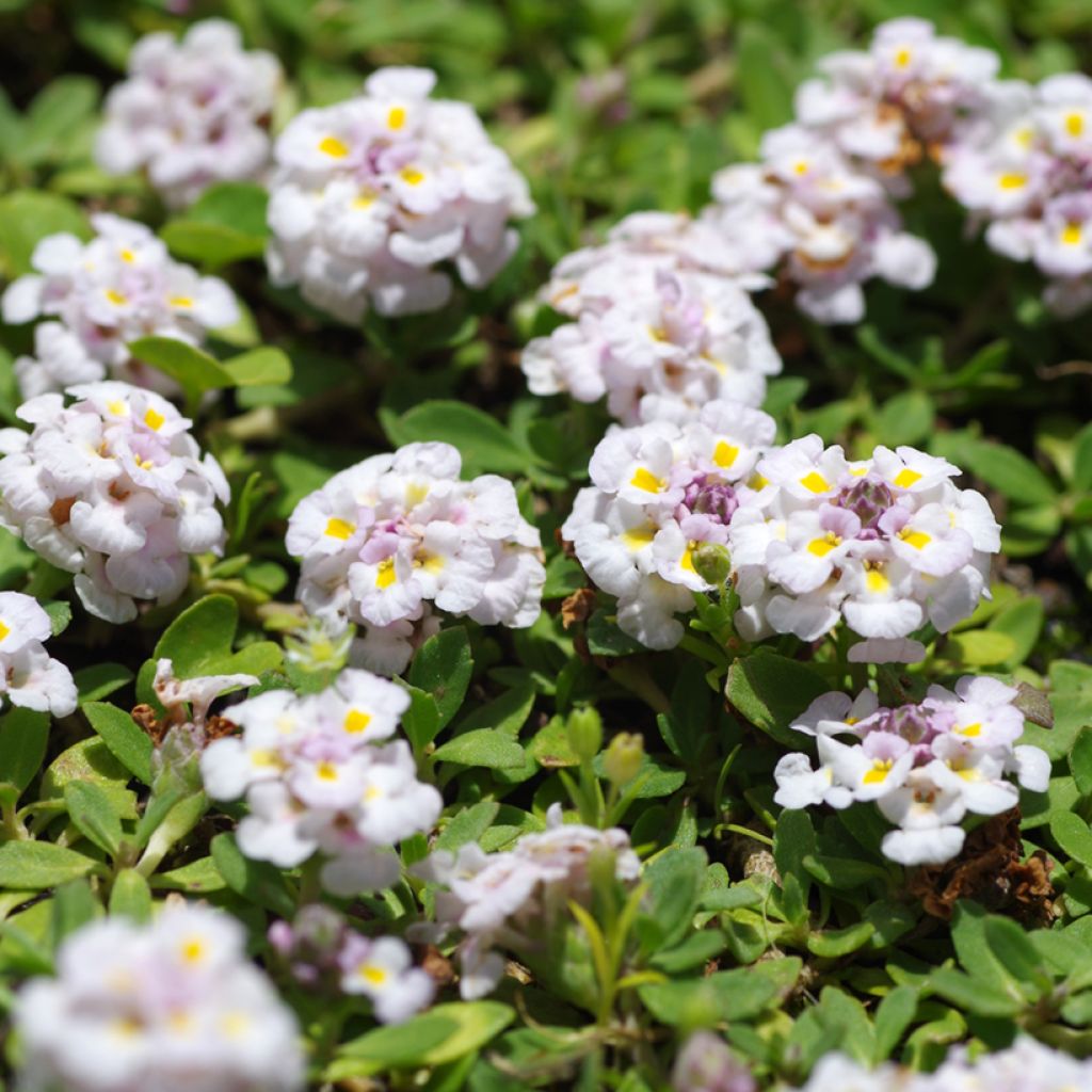 Phyla nodiflora var. canescens - Teppichverbene