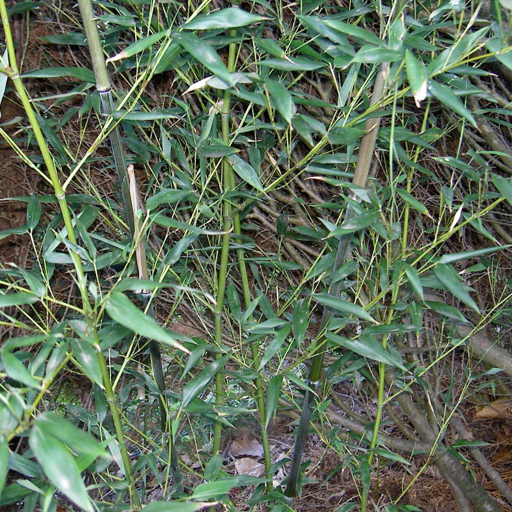 Bisset-Bambus - Phyllostachys bissetii