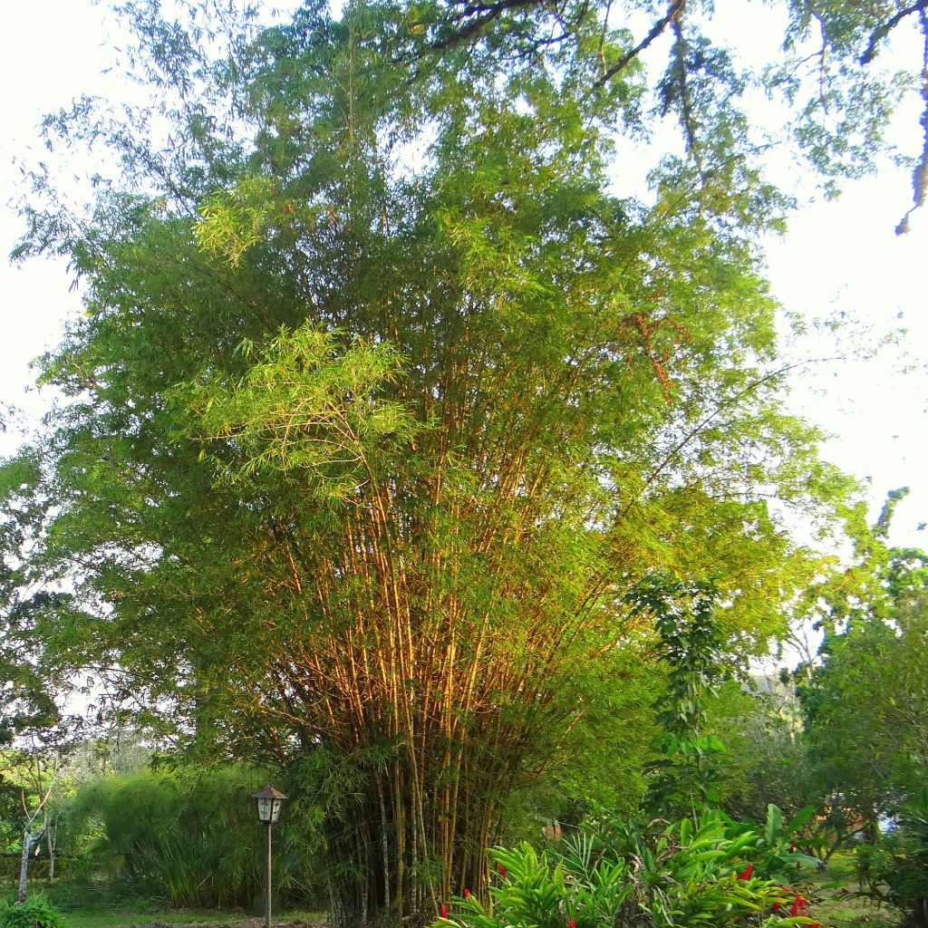 Bambou doré - Phyllostachys aurea