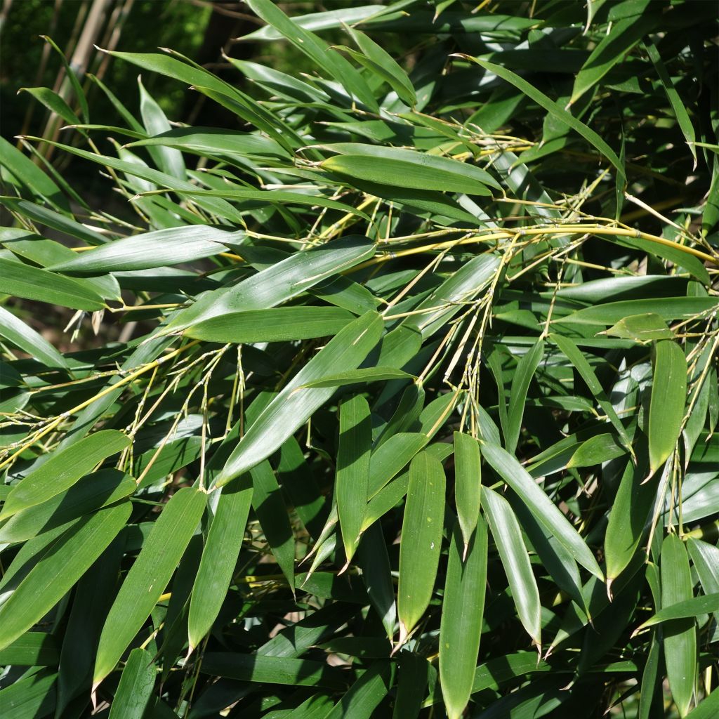 Rauher Gelbrinnen-Bambus Alata - Phyllostachys aureosulcata