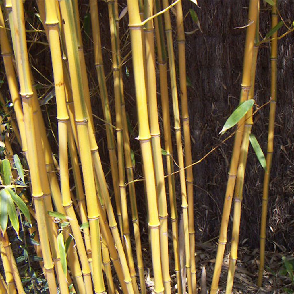 Phyllostachys aureosulcata Alata - Bambou moyen