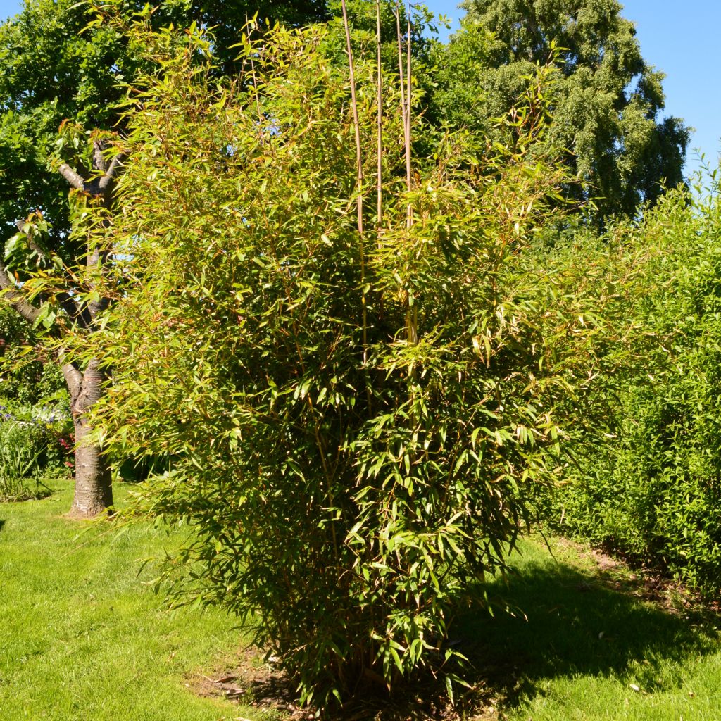 Rauher Gelbrinnen-Bambus Aureocaulis - Phyllostachys aureosulcata