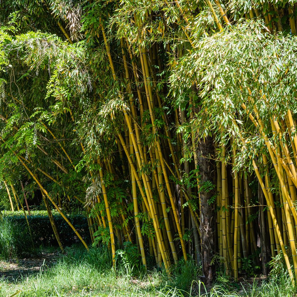 Rauher Gelbrinnen-Bambus - Phyllostachys aureosulcata