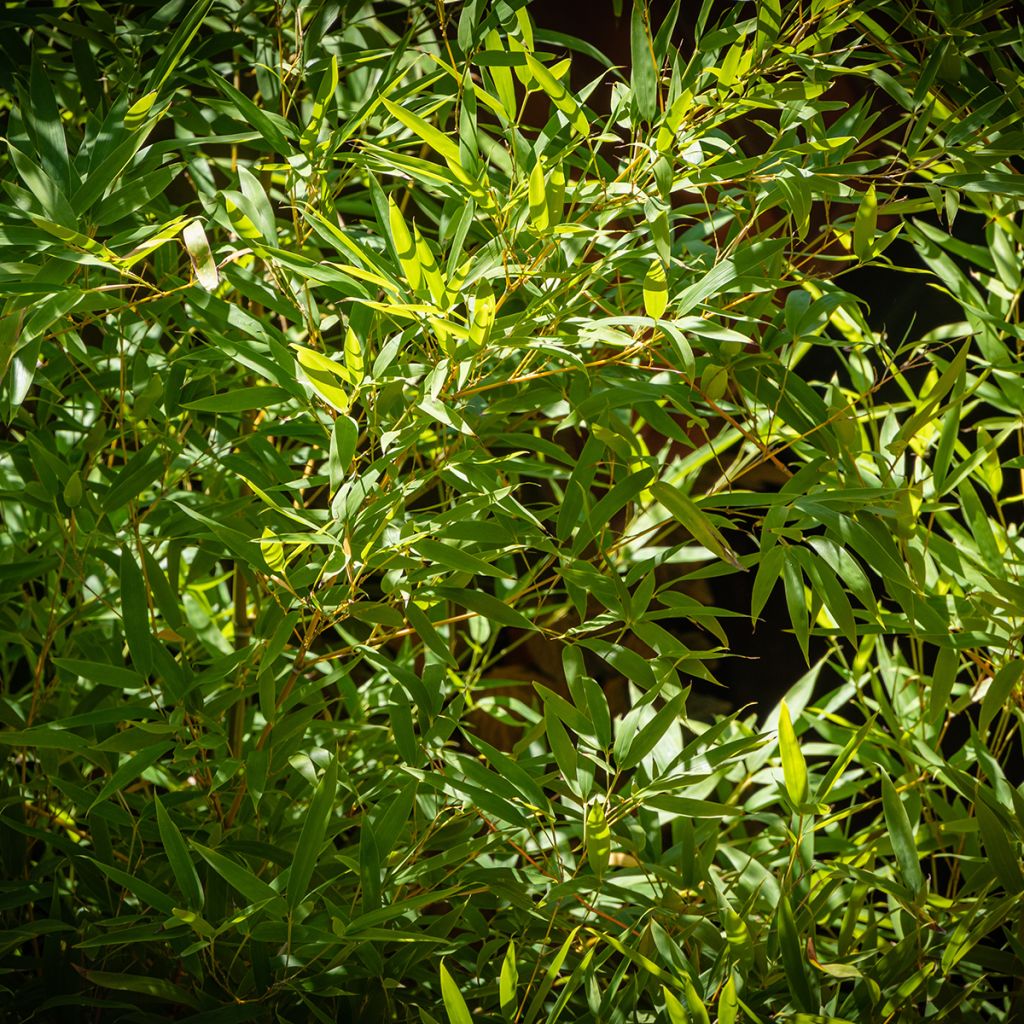 Rauher Gelbrinnen-Bambus - Phyllostachys aureosulcata