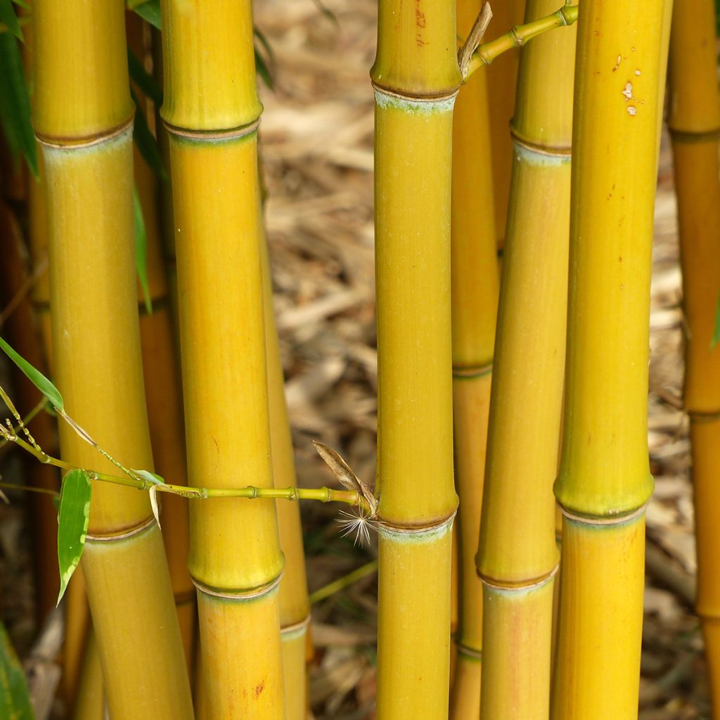 Rauher Gelbrinnen-Bambus - Phyllostachys aureosulcata