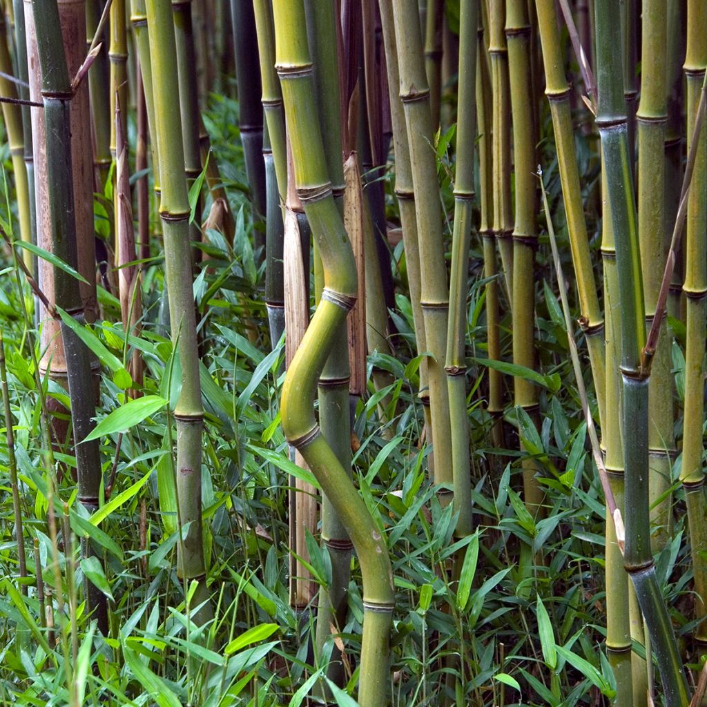 Rauher Gelbrinnen-Bambus - Phyllostachys aureosulcata