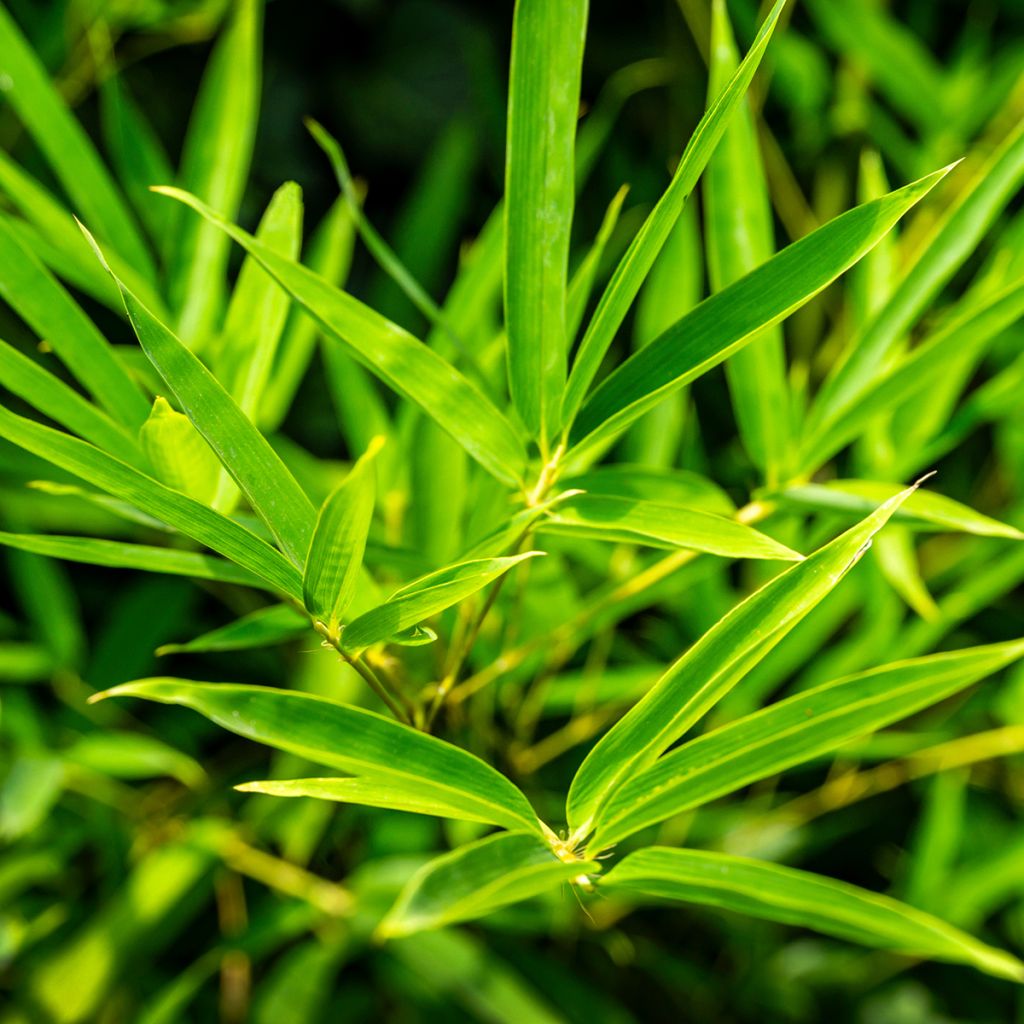 Rauher Gelbrinnen-Bambus - Phyllostachys aureosulcata