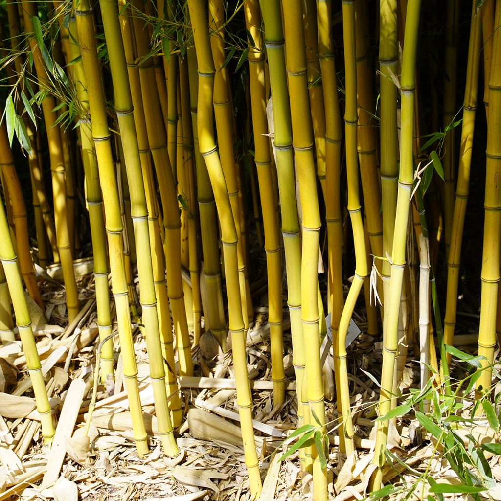 Rauher Gelbrinnen-Bambus - Phyllostachys aureosulcata