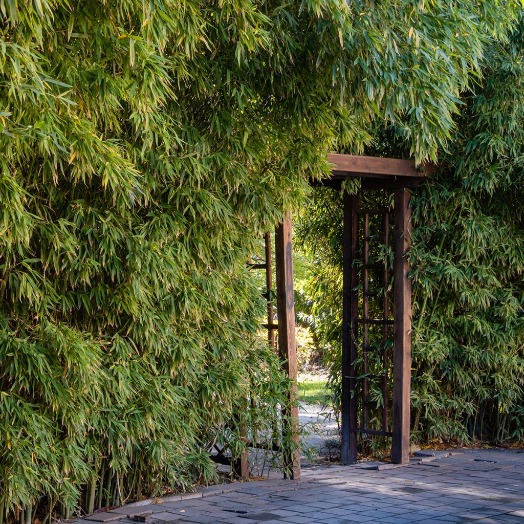 Rauher Gelbrinnen-Bambus - Phyllostachys aureosulcata