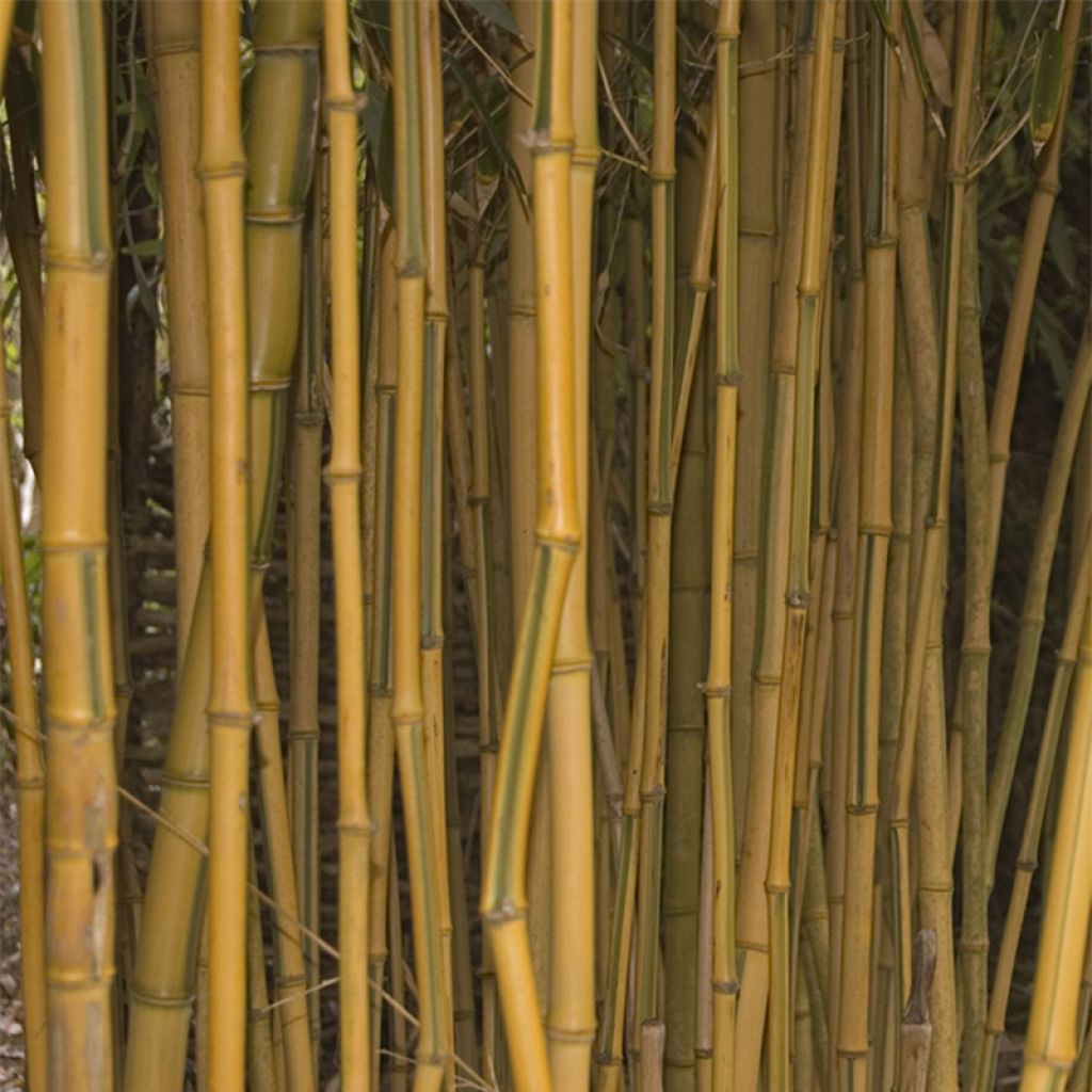 Rauher Gelbrinnen-Bambus Spectabilis - Phyllostachys aureosulcata