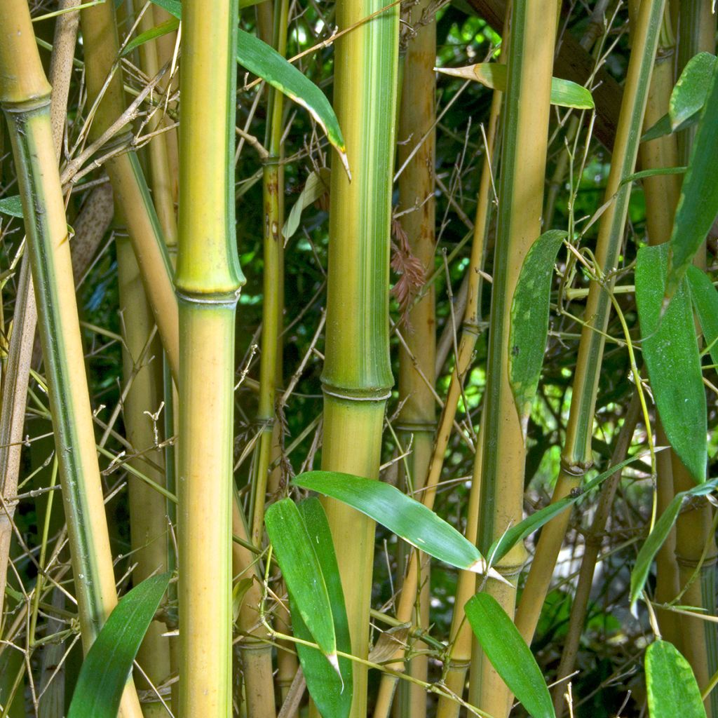 Rauher Gelbrinnen-Bambus Spectabilis - Phyllostachys aureosulcata