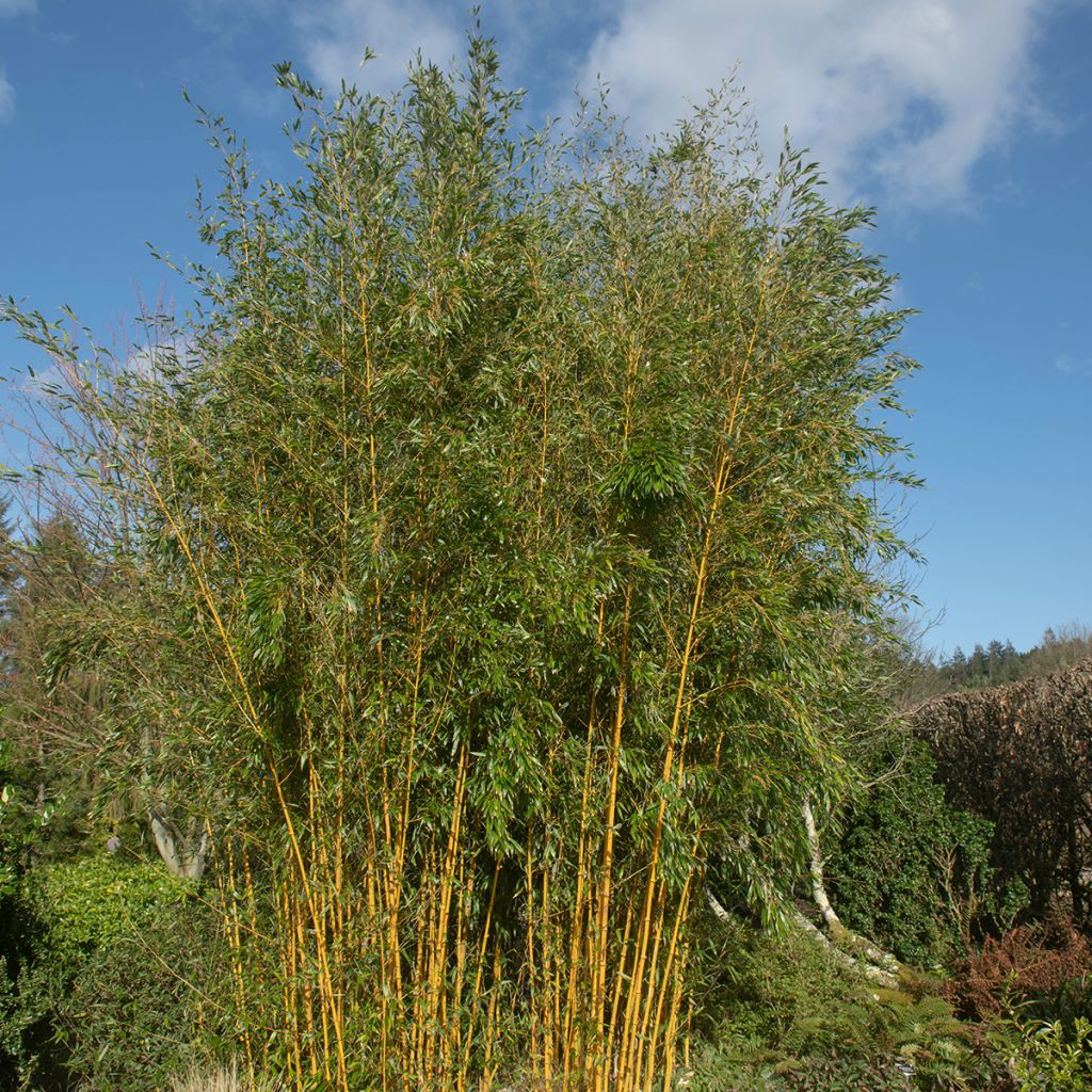 Rauher Gelbrinnen-Bambus Spectabilis - Phyllostachys aureosulcata