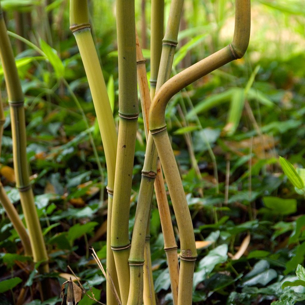 Rauher Gelbrinnen-Bambus Spectabilis - Phyllostachys aureosulcata