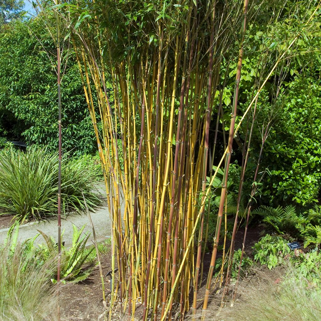 Rauher Gelbrinnen-Bambus Spectabilis - Phyllostachys aureosulcata