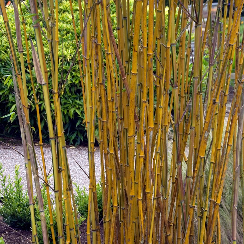 Rauher Gelbrinnen-Bambus Spectabilis - Phyllostachys aureosulcata