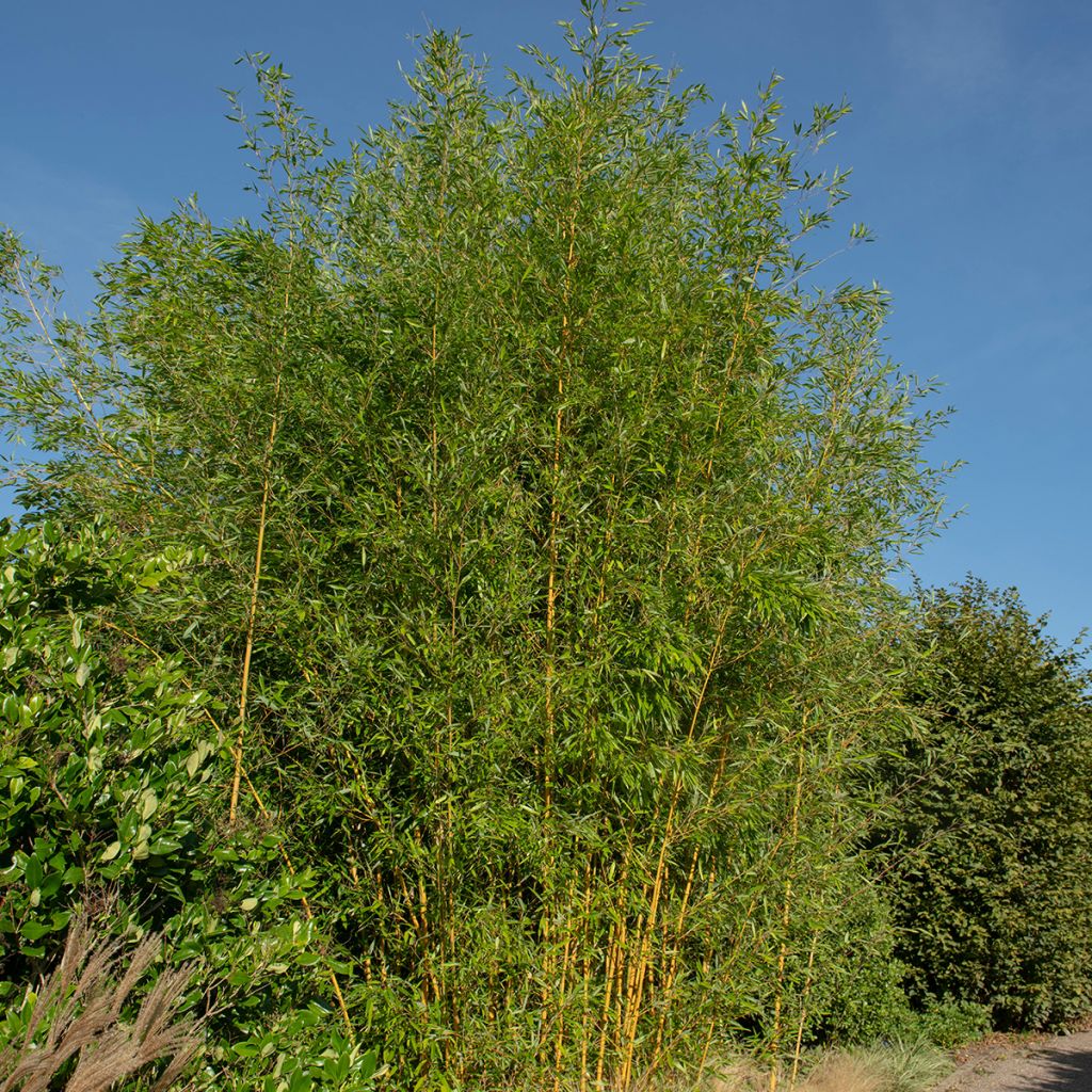 Rauher Gelbrinnen-Bambus Spectabilis - Phyllostachys aureosulcata