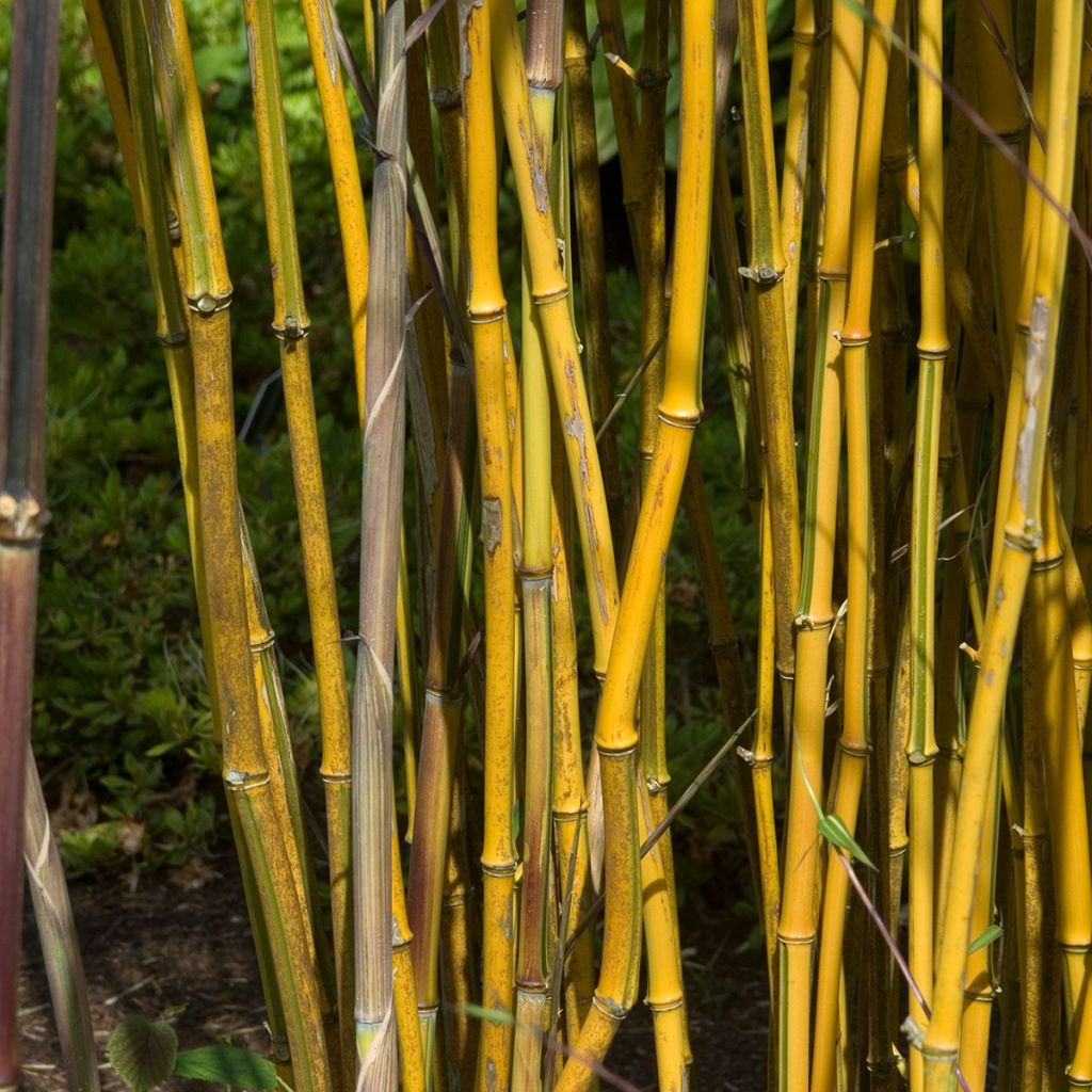 Rauher Gelbrinnen-Bambus Spectabilis - Phyllostachys aureosulcata