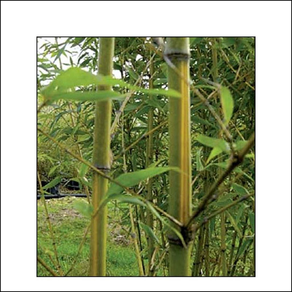 Holzbambus Castilloni Inversa - Phyllostachys bambusoides