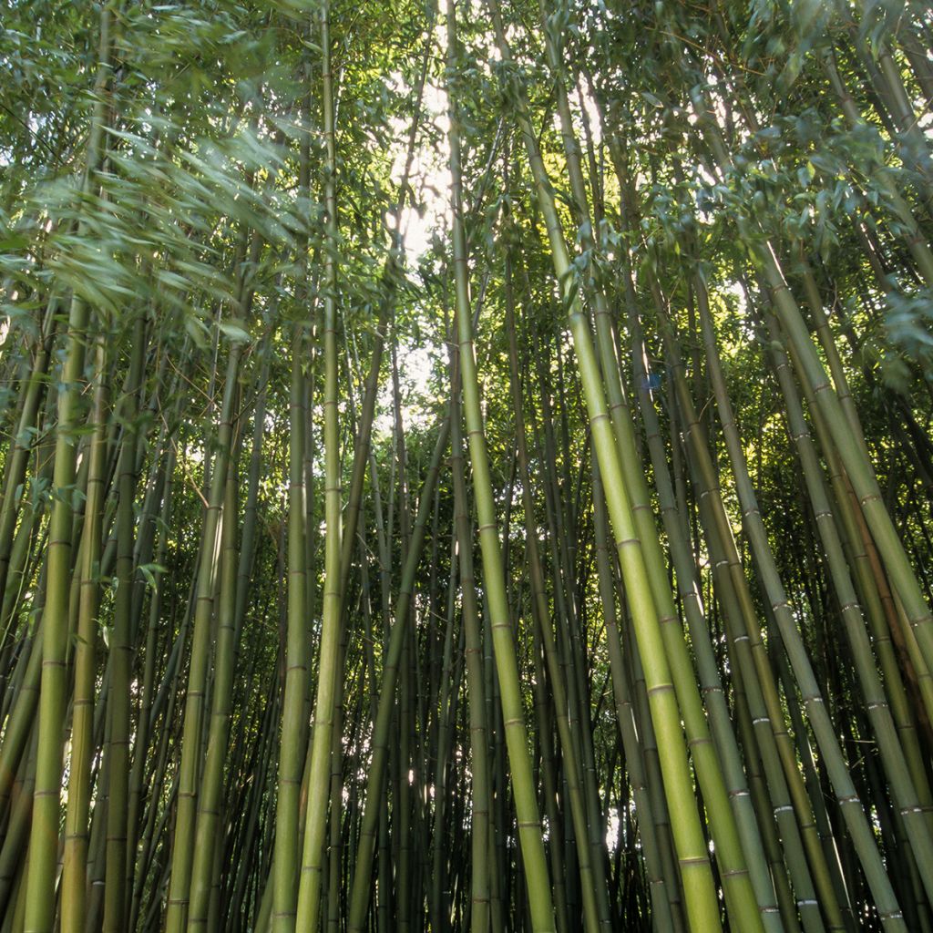 Holzbambus Castilloni Inversa - Phyllostachys bambusoides