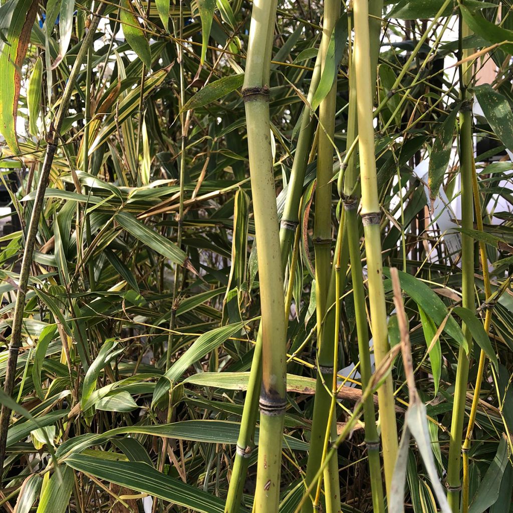 Gebogener Bambus - Phyllostachys flexuosa