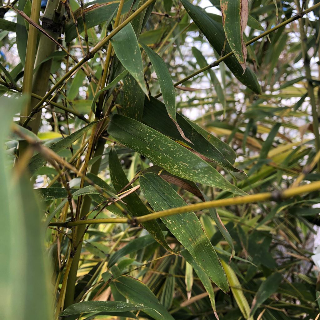 Gebogener Bambus - Phyllostachys flexuosa