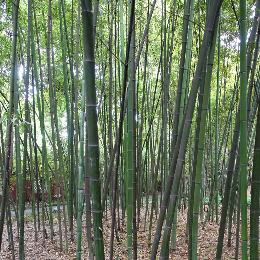 Blauer Bambus - Phyllostachys glauca