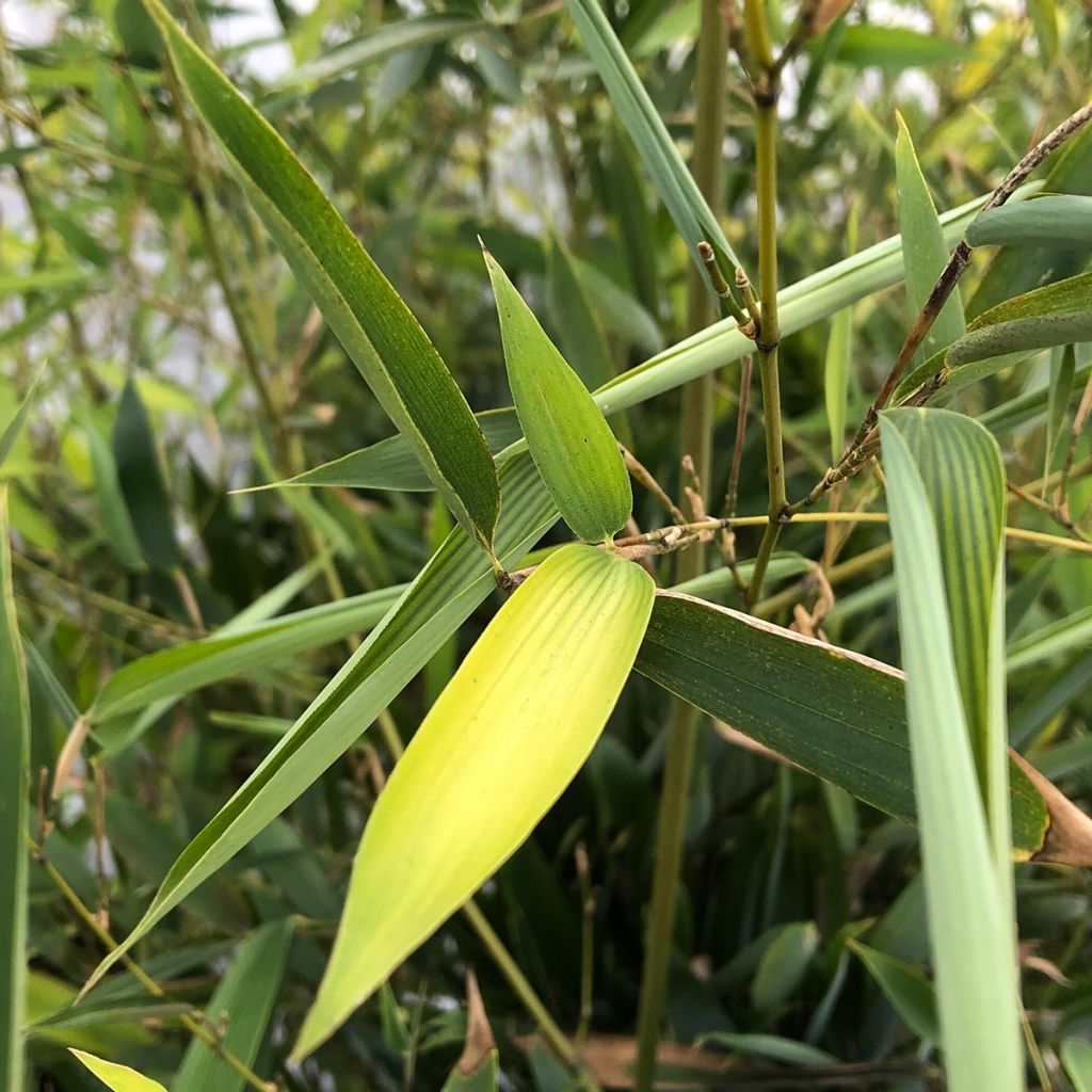 Wasserbambus - Phyllostachys heteroclada