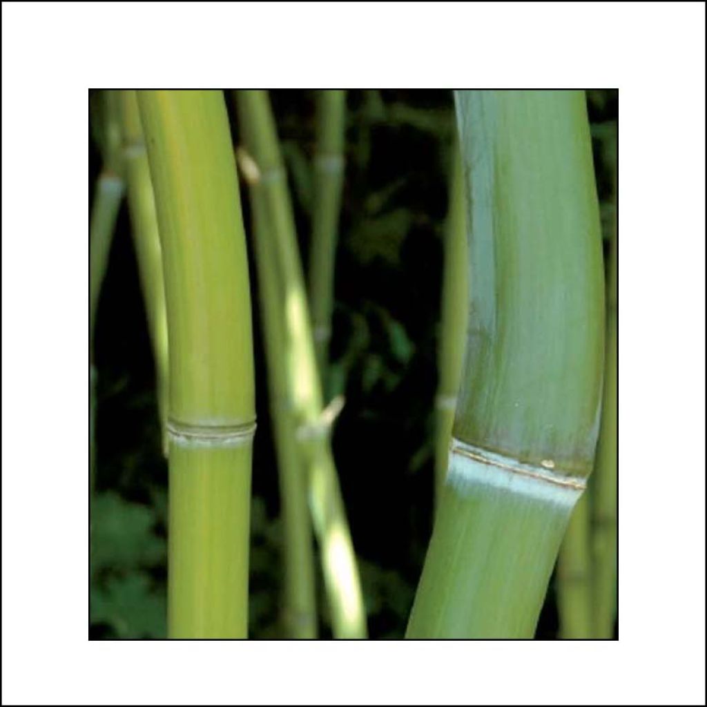 Phyllostachys iridescens - Bambou géant