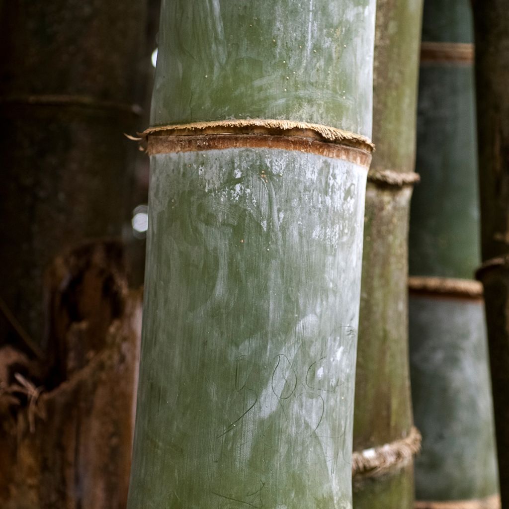 Schwarzer Bambus Henonis - Phyllostachys nigra