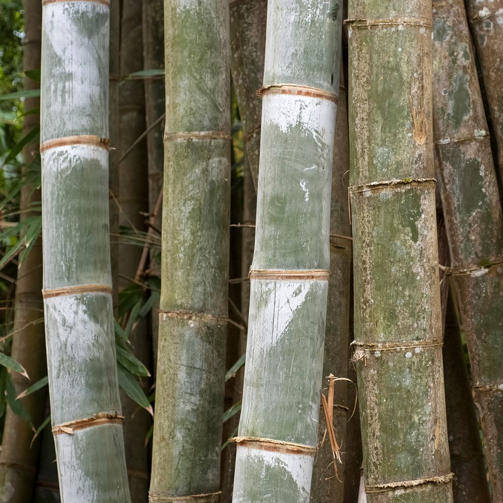 Schwarzer Bambus Henonis - Phyllostachys nigra