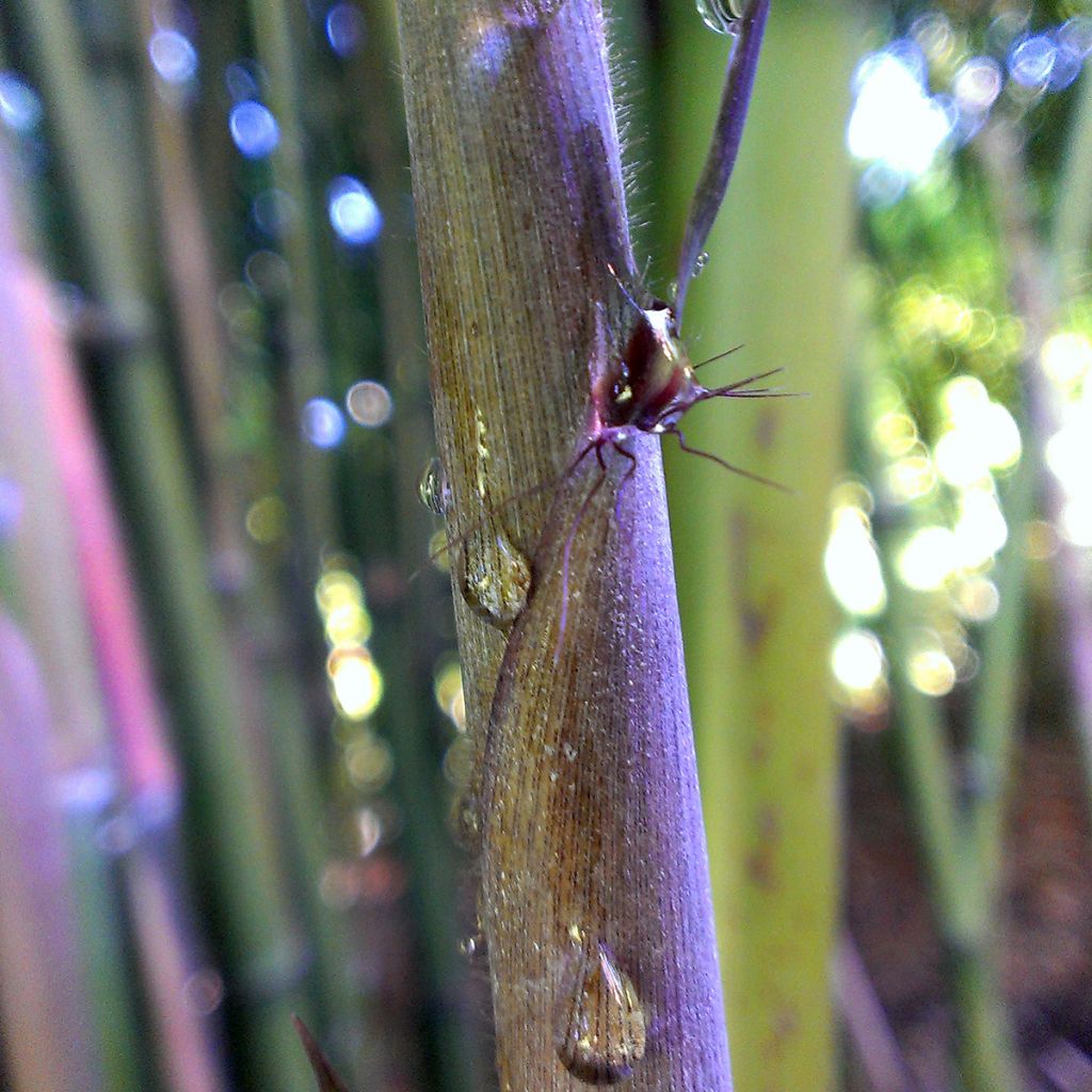 Schwarzer Bambus Megurochiku - Phyllostachys nigra