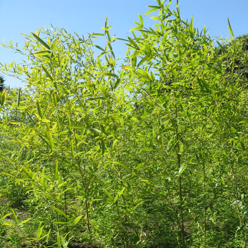 Schwarzer Bambus Henonis - Phyllostachys nigra