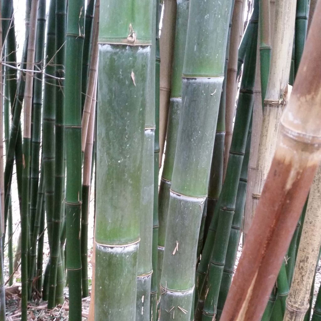 Kleinblütiger Bambus - Phyllostachys parviflora