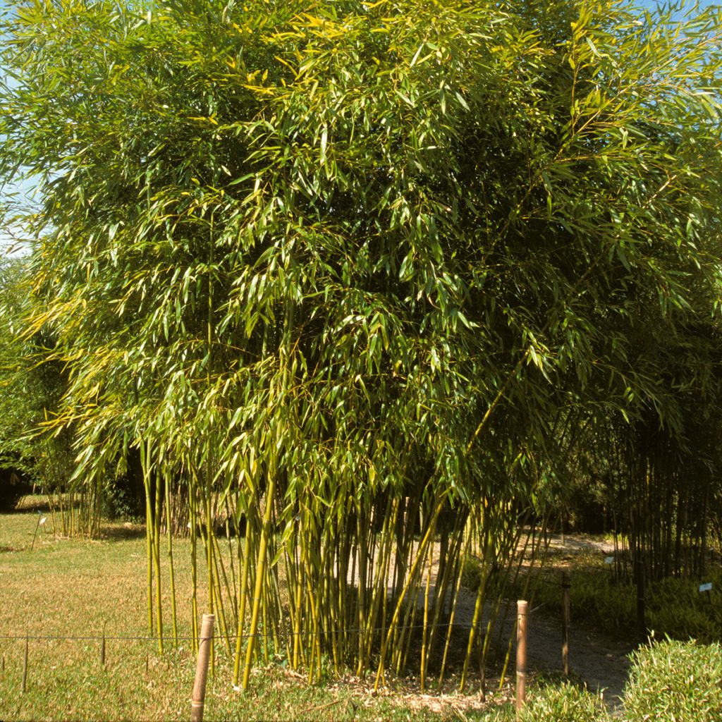 Grünblau-Bambus - Phyllostachys viridiglaucescens