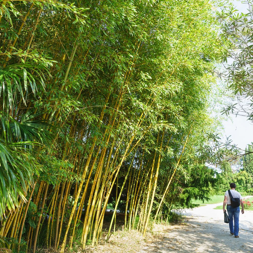 Grünblau-Bambus - Phyllostachys viridiglaucescens