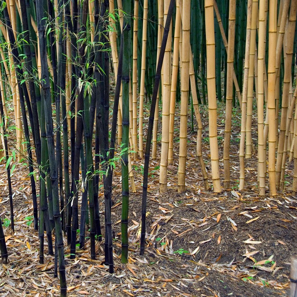 Grünblau-Bambus - Phyllostachys viridiglaucescens