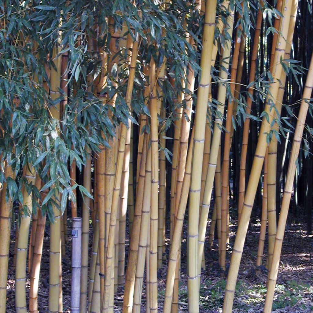 Gelber Furchen Bambus Sulphurea - Phyllostachys viridis