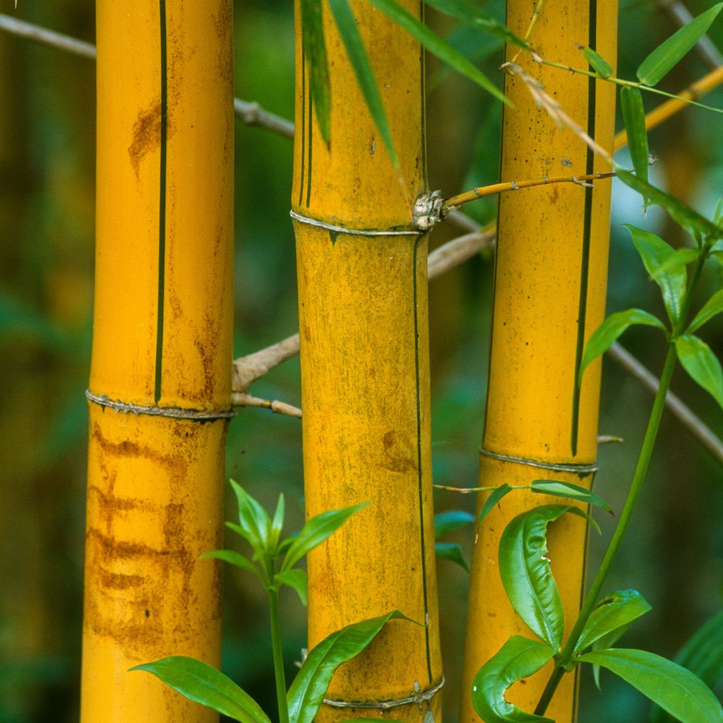 Gelber Furchen Bambus Sulphurea - Phyllostachys viridis