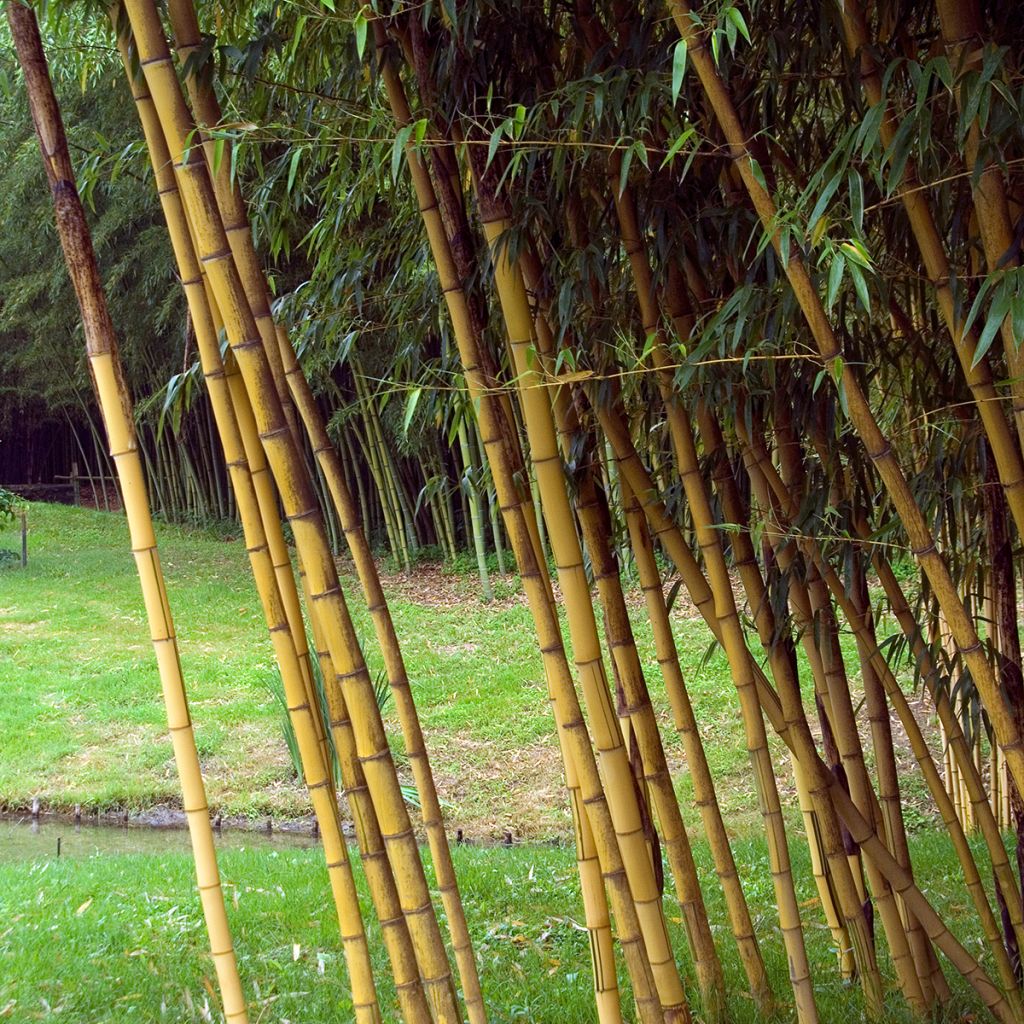 Gelber Furchen Bambus Aureocaulis - Phyllostachys vivax